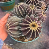 Uebelmannia pectinifera - BotanicalCollector