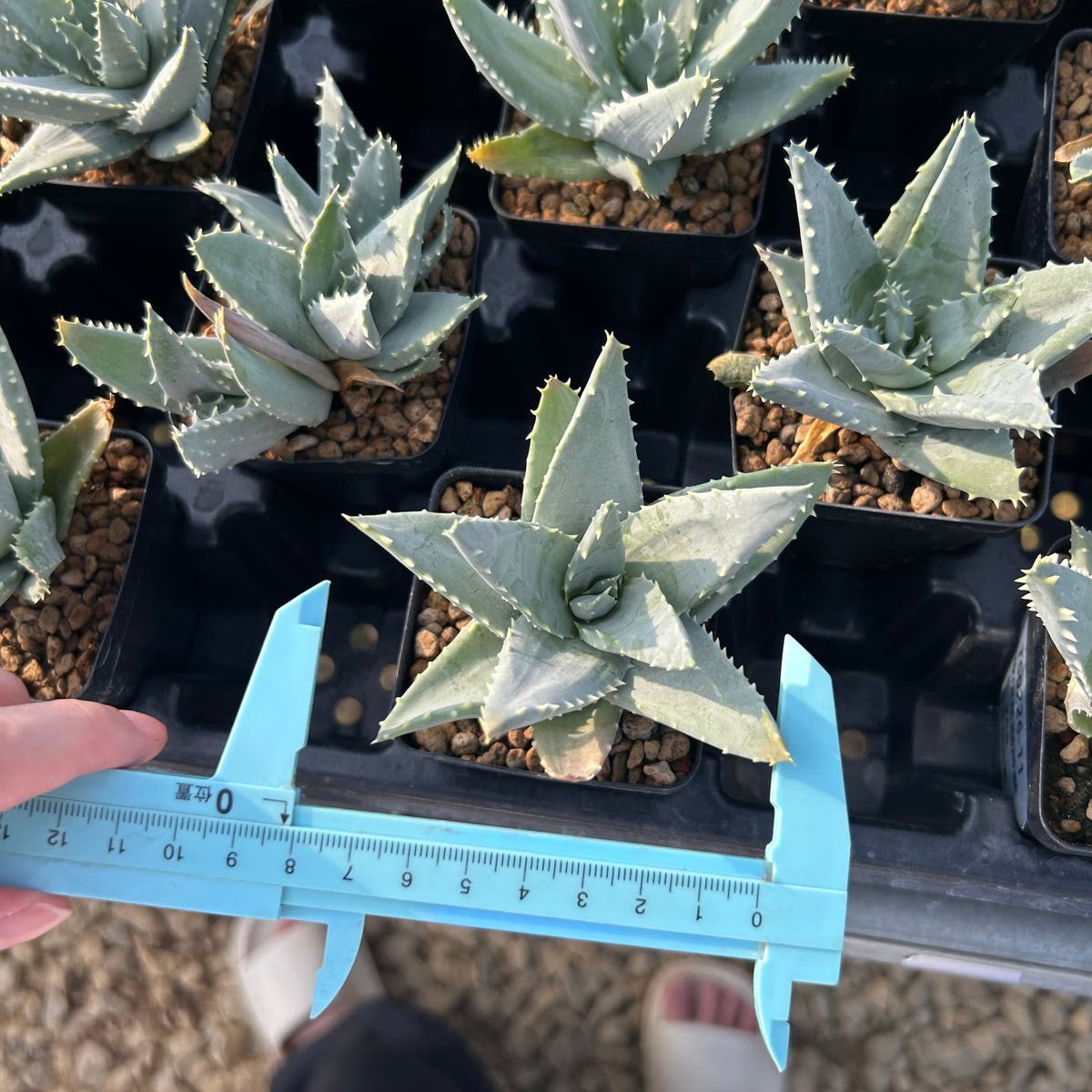 Aloe pillansii-Aloe-W6-7cm-image-8