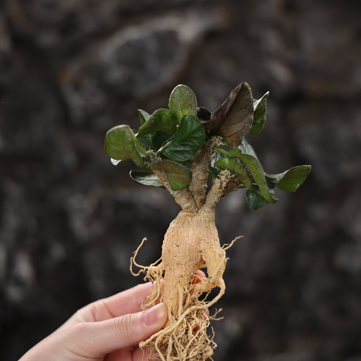 Euphorbia ambovombensis