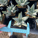 Aloe pillansii-Aloe-W6-7cm-image-8
