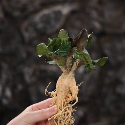 Euphorbia ambovombensis