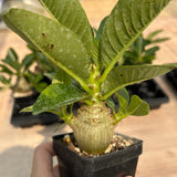 Pachypodium baronii var.windsorii