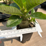 Pachypodium baronii var.windsorii