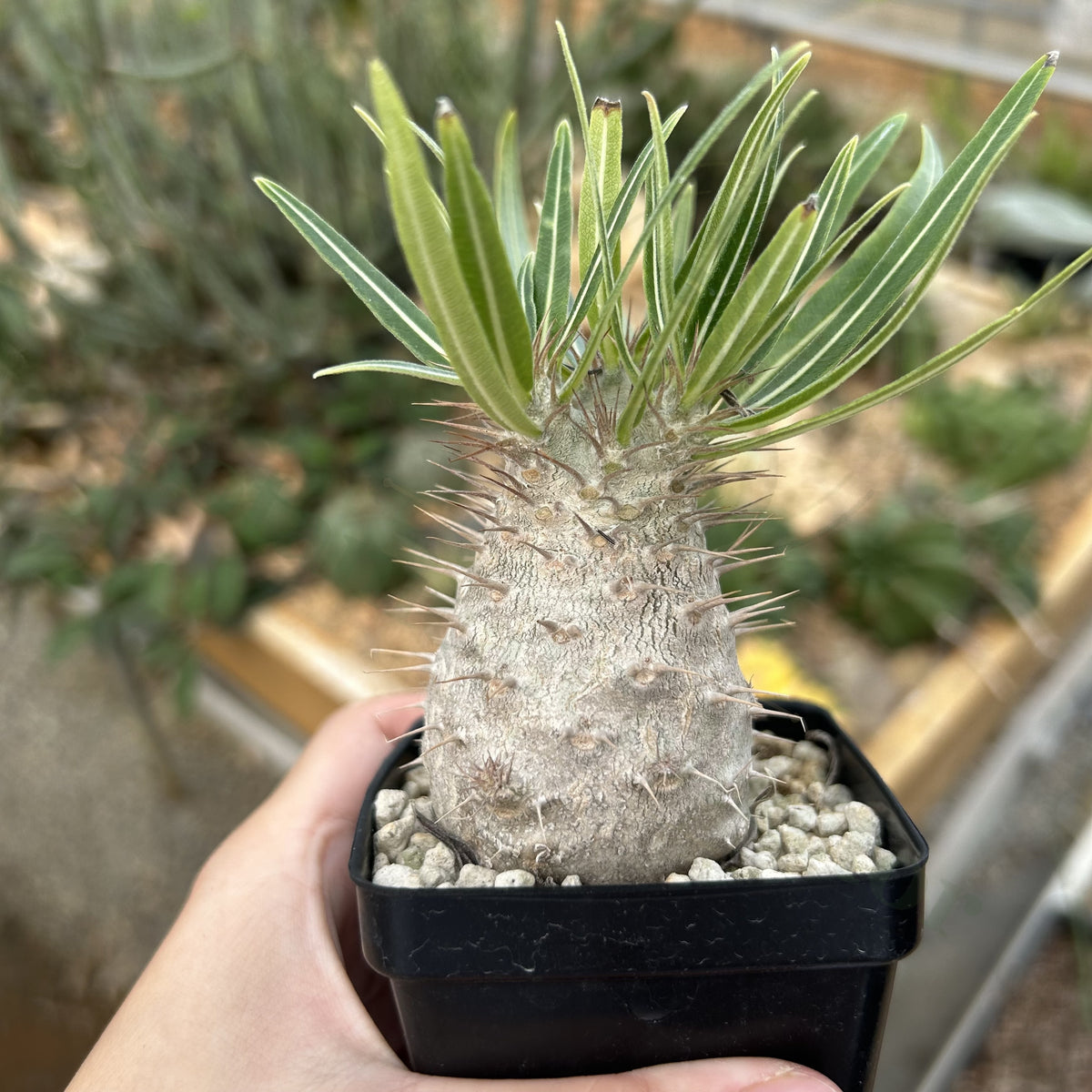 Pachypodium rosulatum var. gracilius