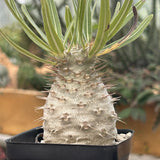 Pachypodium rosulatum var. gracilius