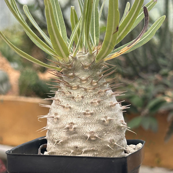 Pachypodium rosulatum var. gracilius