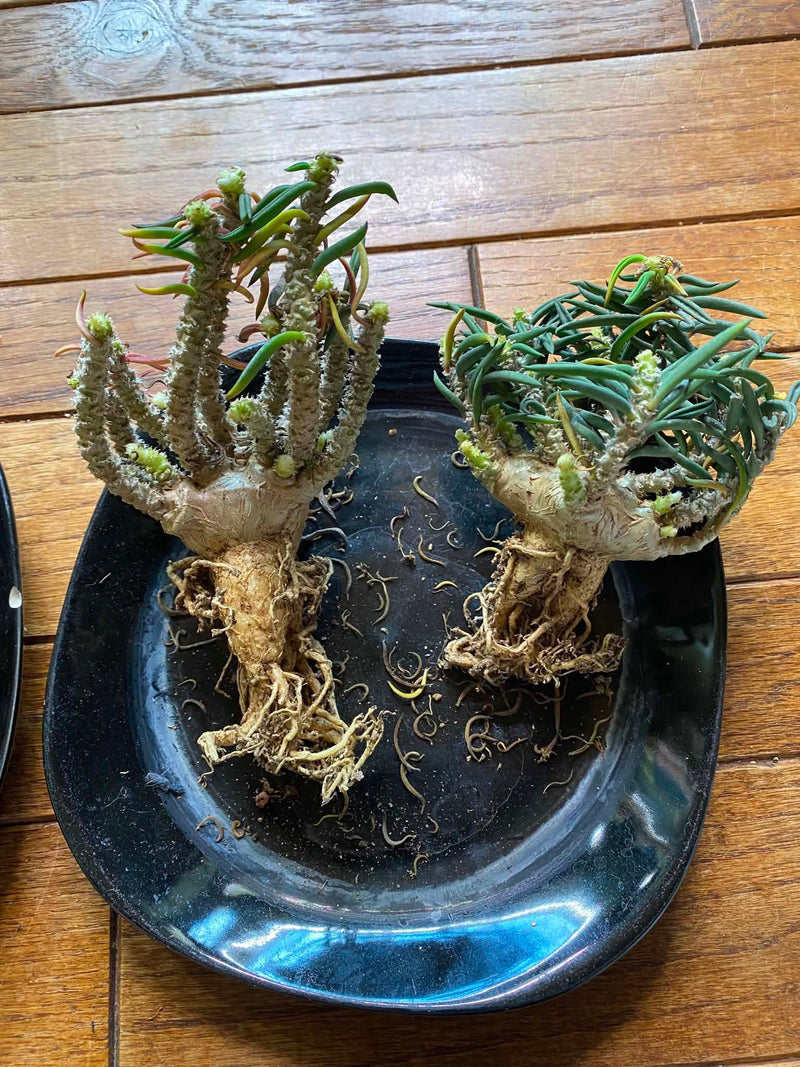 From Canada-Aftercare photo 2-BotanicalCollector