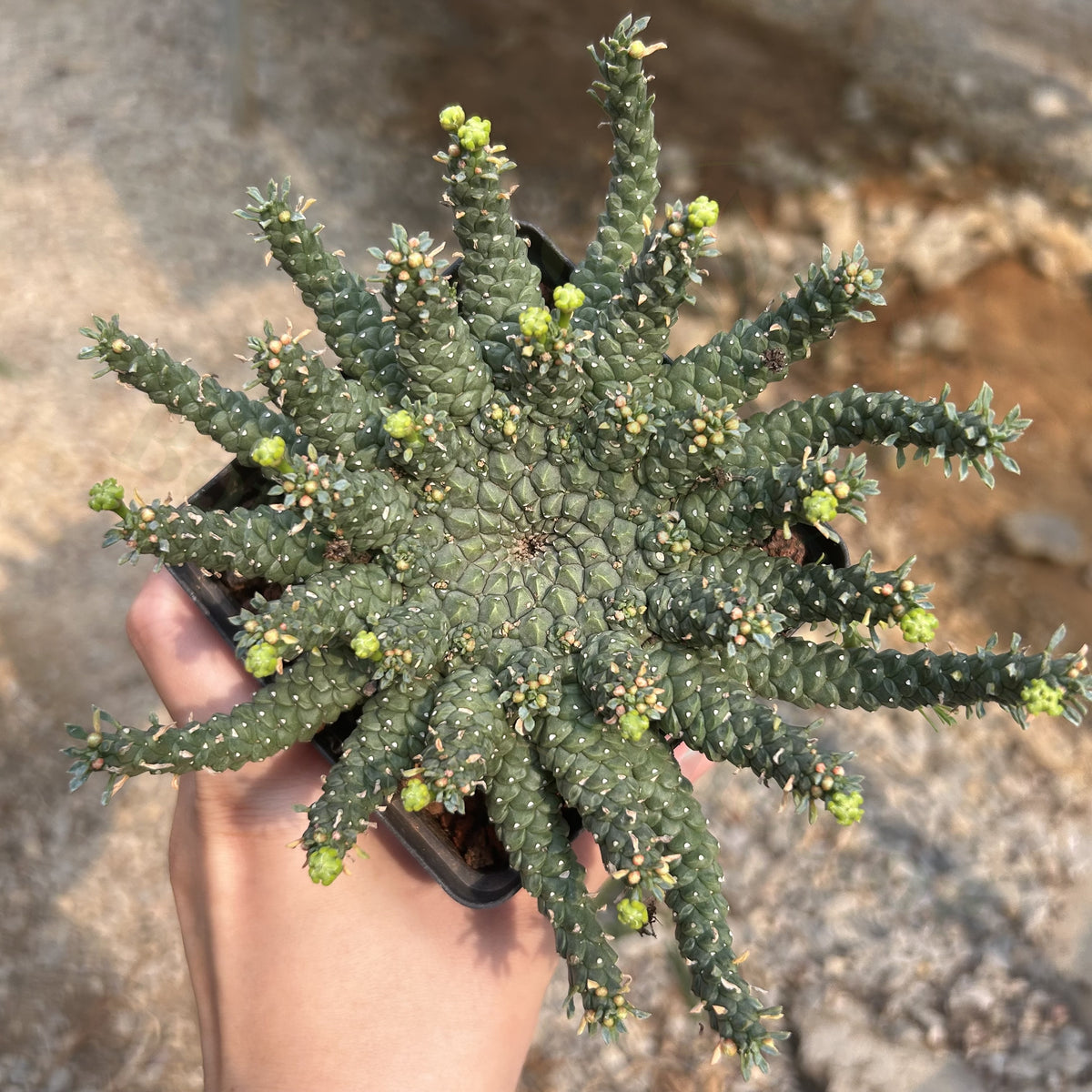 Euphorbia gorgonis
