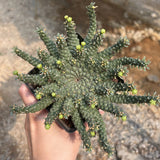 Euphorbia gorgonis