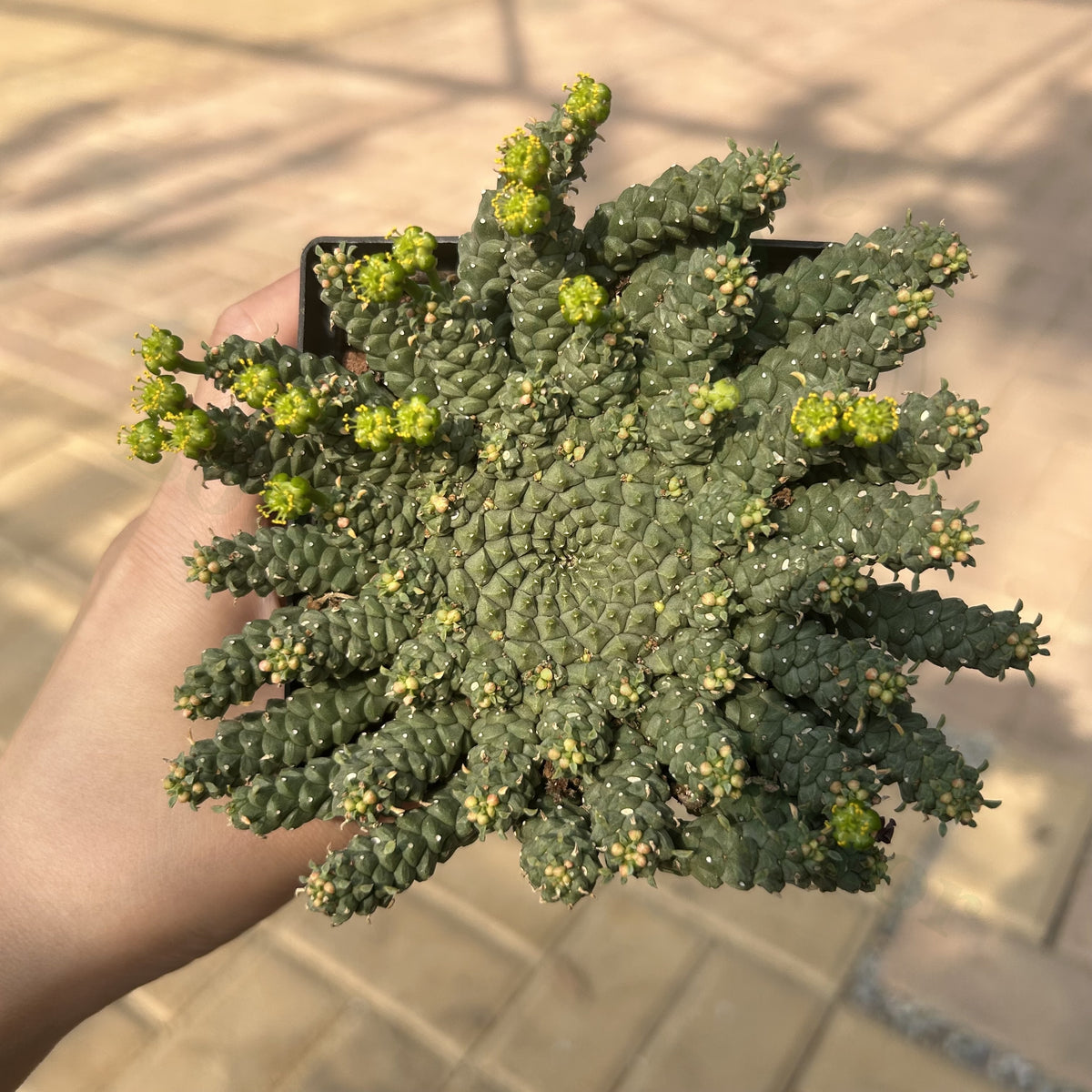 Euphorbia gorgonis