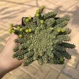 Euphorbia gorgonis