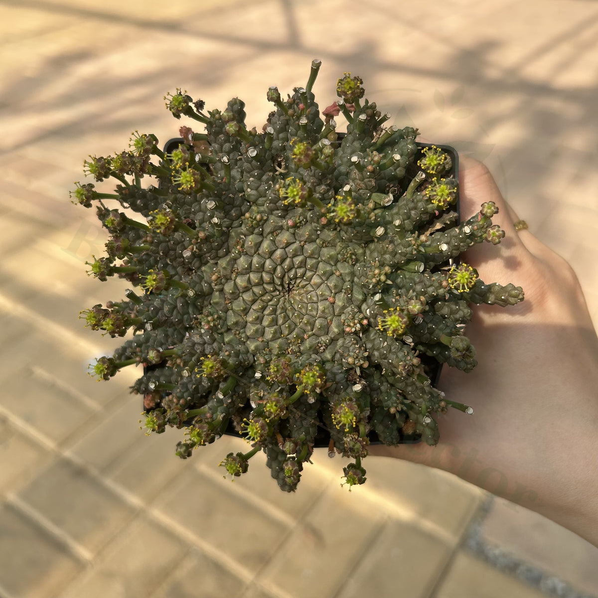 Euphorbia gorgonis