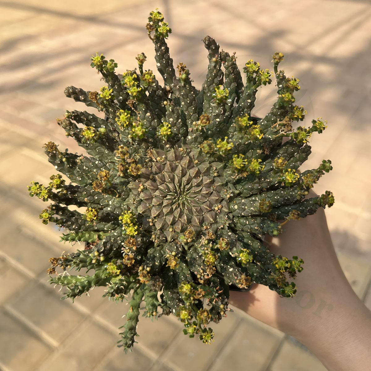 Euphorbia gorgonis
