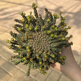 Euphorbia gorgonis