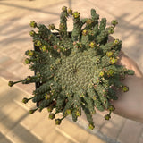 Euphorbia gorgonis