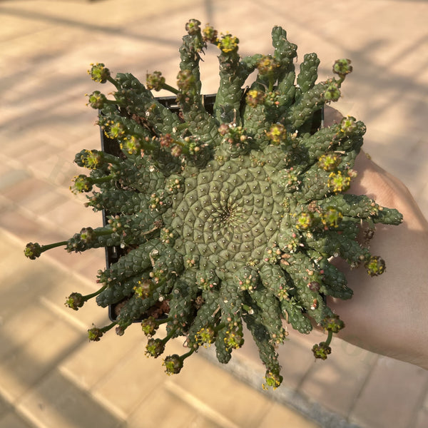 Euphorbia gorgonis