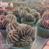 Uebelmannia pectinifera - BotanicalCollector