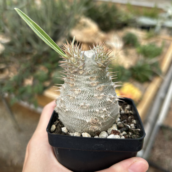 Pachypodium rosulatum var. gracilius
