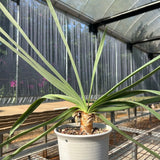 Boophone disticha