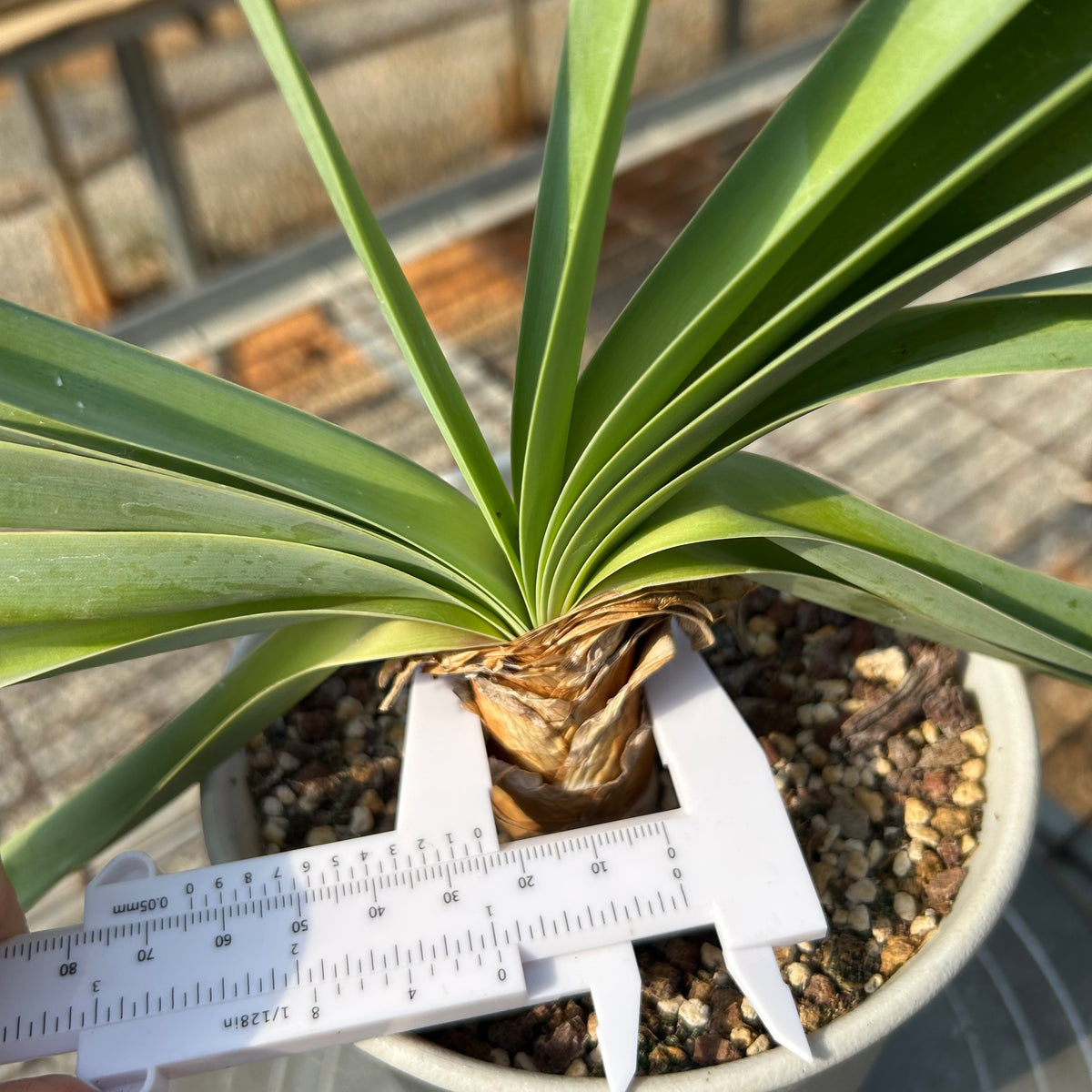 Boophone disticha