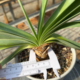 Boophone disticha