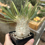 Pachypodium rosulatum var. gracilius