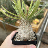 Pachypodium rosulatum var. gracilius
