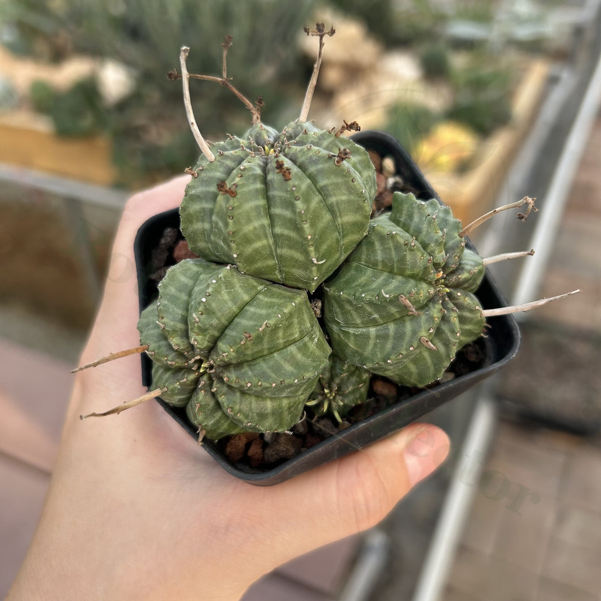 Euphorbia valida