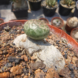 Euphorbia turbiniformis-Euphorbia-W1.5-2cm-image-3