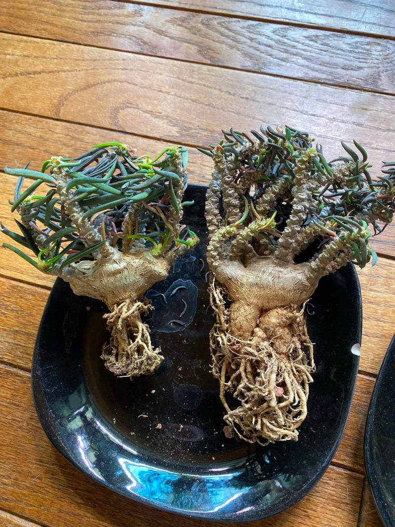 From Canada-Aftercare photo 1-BotanicalCollector