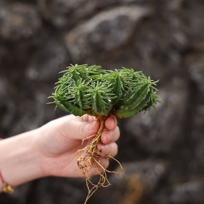 Euphorbia fimbriata hybrid