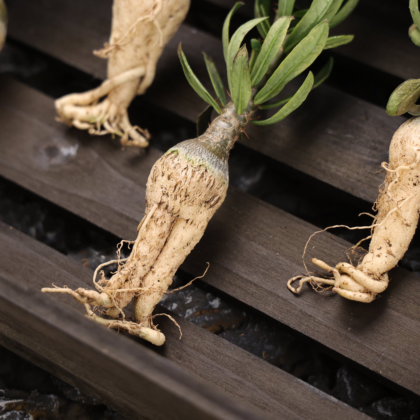 Pachypodium succulentum