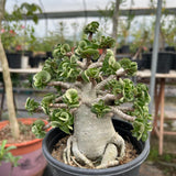 Adenium 'Khao' Dorset Horn
