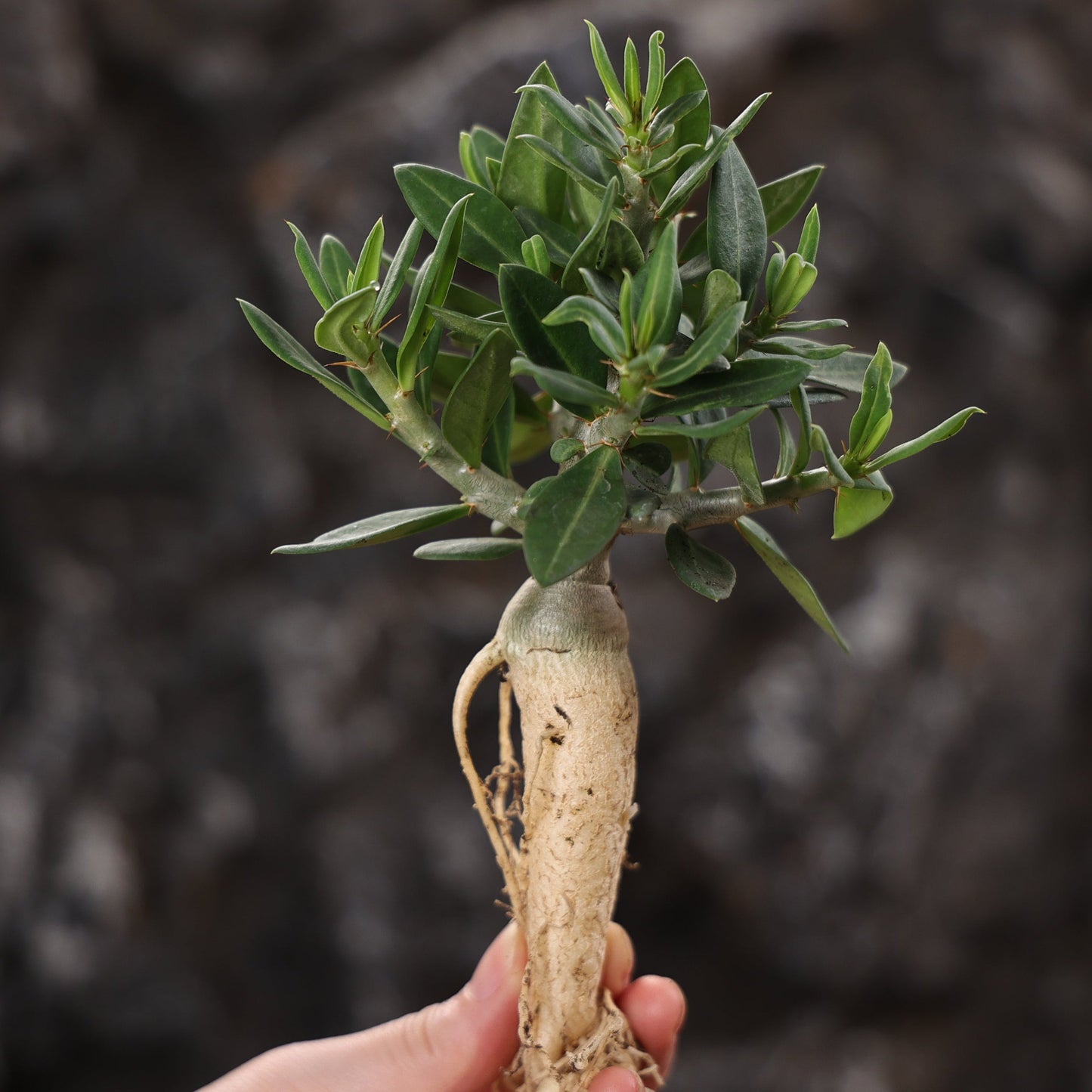 Pachypodium bispinosum