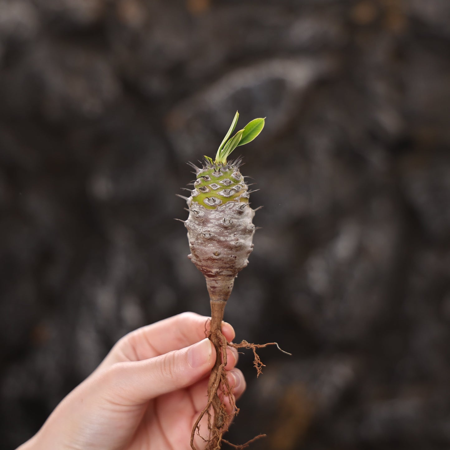 Euphorbia pachypodioides