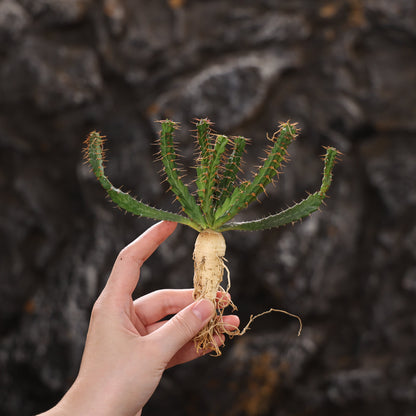 Euphorbia micracantha