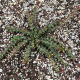 Euphorbia fanshawei-Euphorbia-Caudex2-3cm-image-2