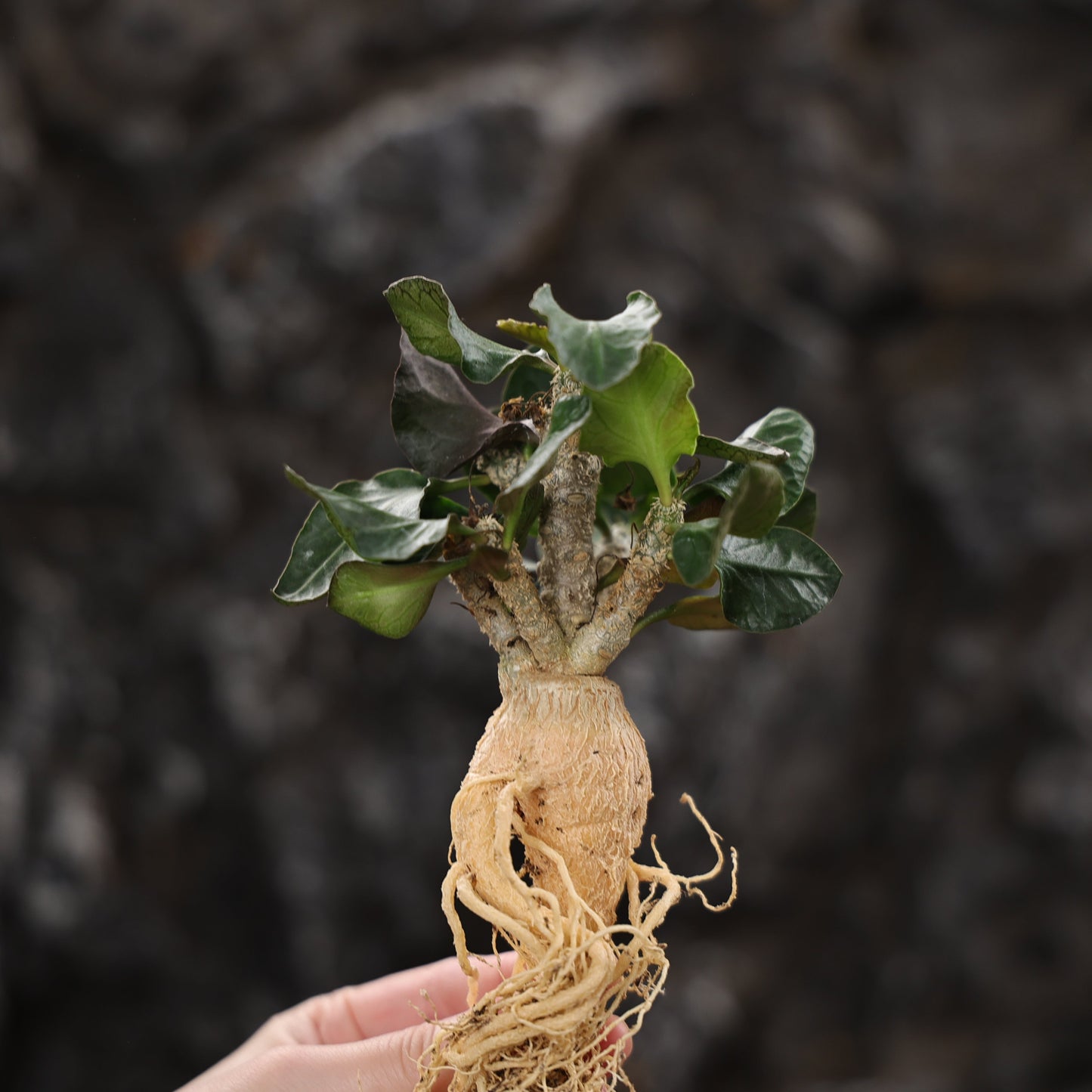 Euphorbia ambovombensis