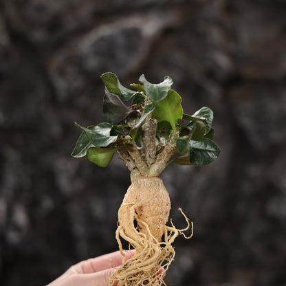 Euphorbia ambovombensis