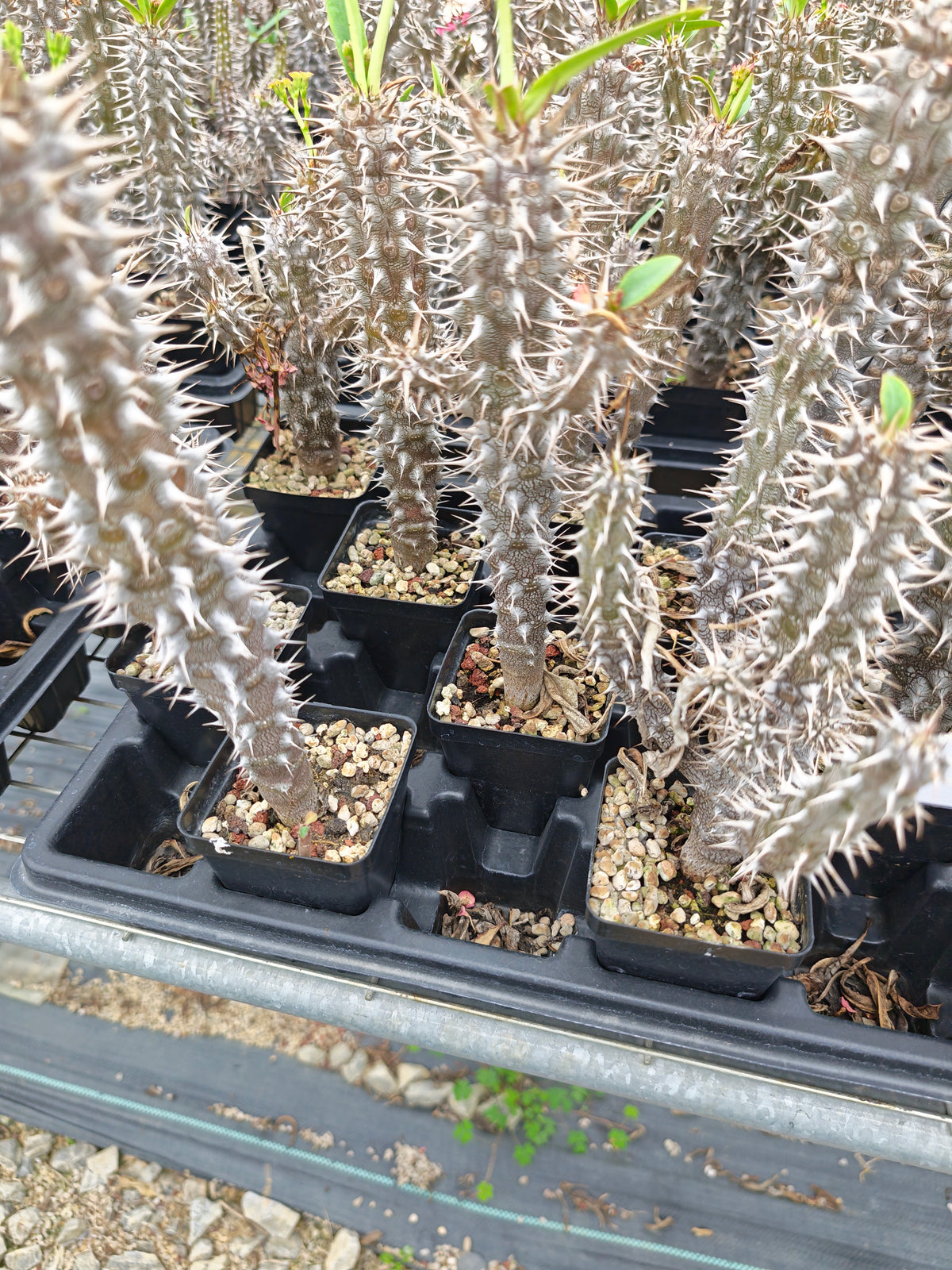 Euphorbia horombensis-Euphorbia-H10cm-image-3