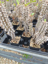 Euphorbia horombensis-Euphorbia-H10cm-image-3