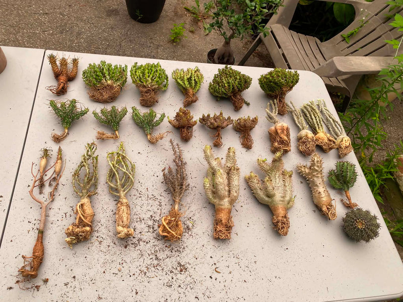 From Canada-Aftercare photo 1-BotanicalCollector