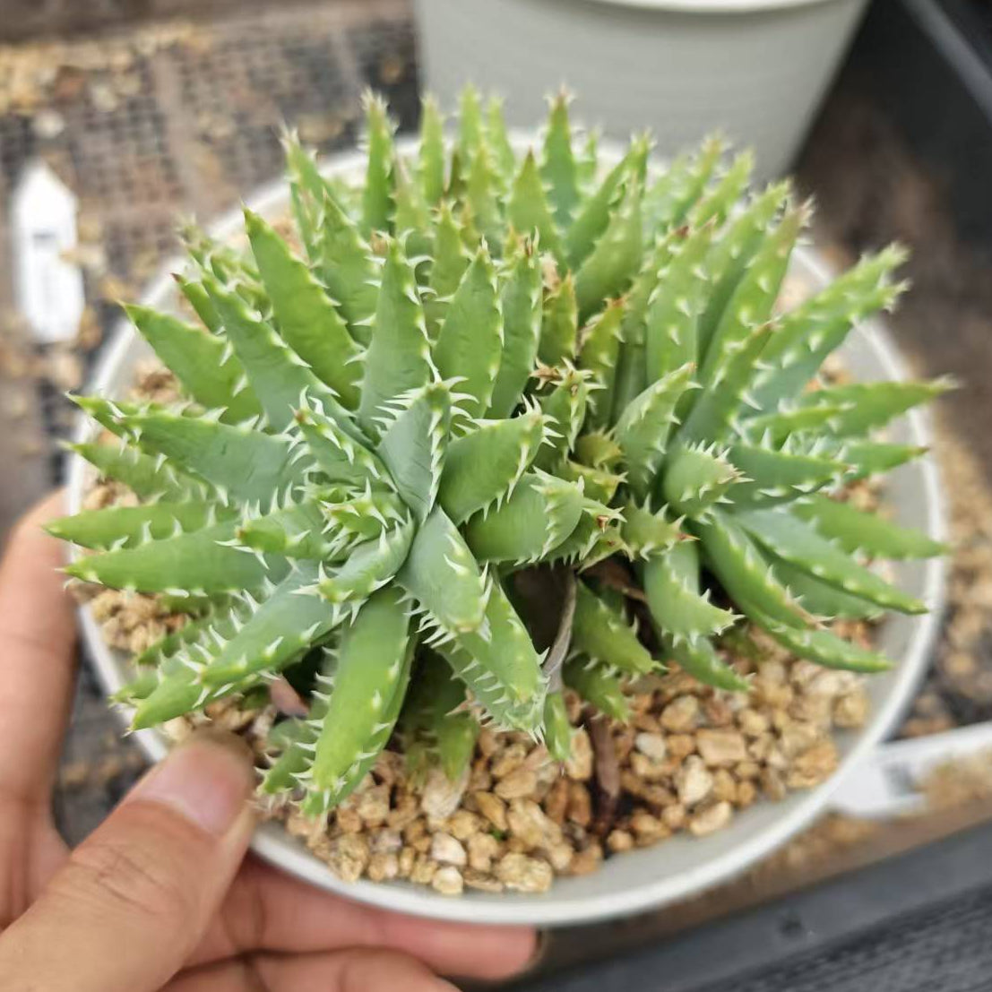 Aloe brevifolia
