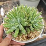Aloe brevifolia