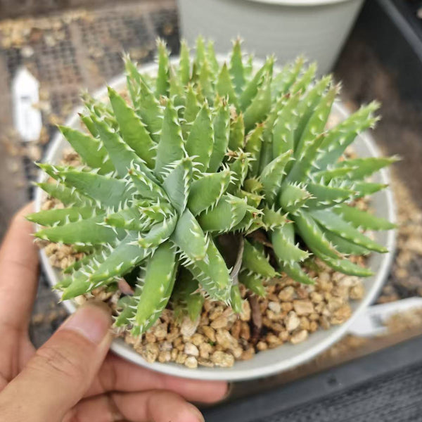 Aloe brevifolia