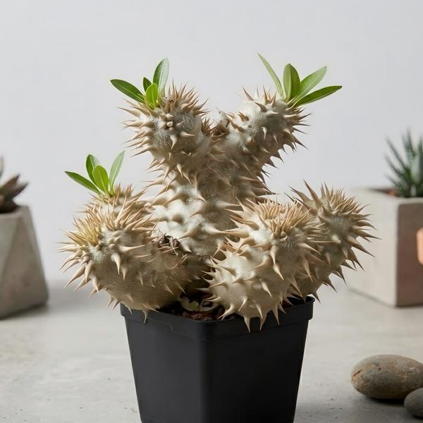 Pachypodium densiflorum Seeds — Pachypodium — 2026 seed listing — 1 Seed — image 2: plant specimen shown as a reference for this seed listing