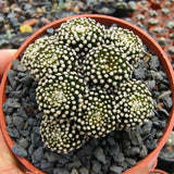 Mammillaria luethyi