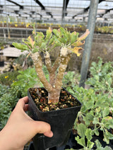 Othonna cremnophila - BotanicalCollector