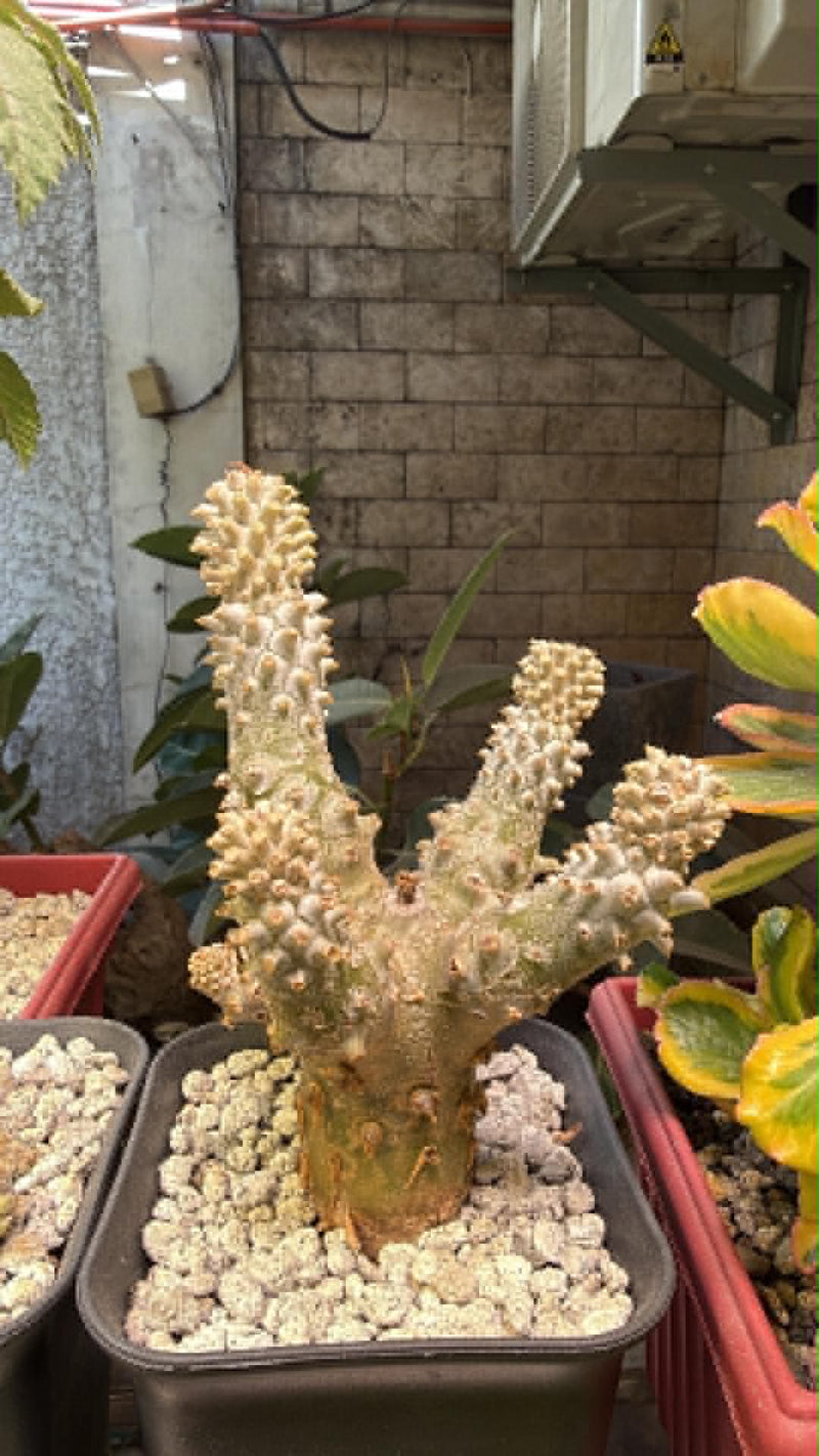 From the Philippines-Aftercare photo 2-BotanicalCollector