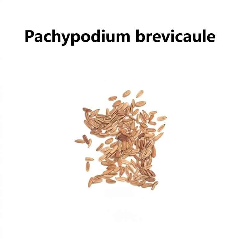 Pachypodium brevicaule Seeds-image-1